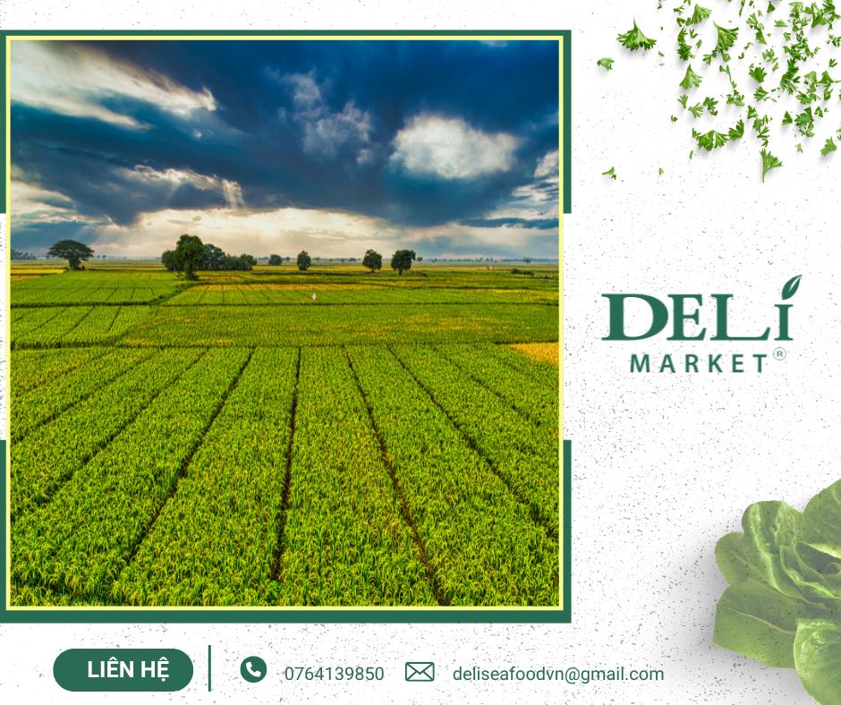 Nguồn: Tài nguyên tại Delimarket