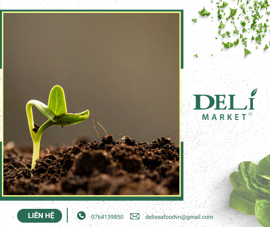 Nguồn: Tài nguyên tại Delimarket