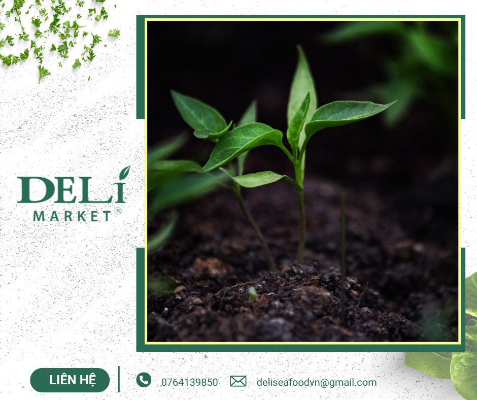 Nguồn: Tài nguyên tại Delimarket