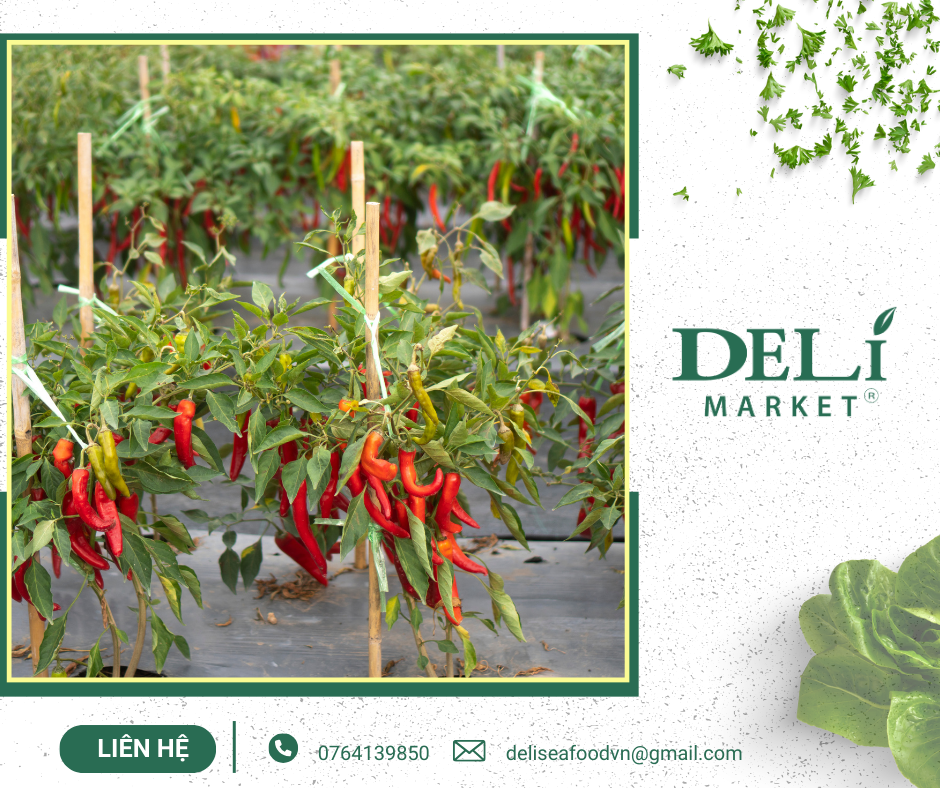 Nguồn: Tài nguyên tại Delimarket