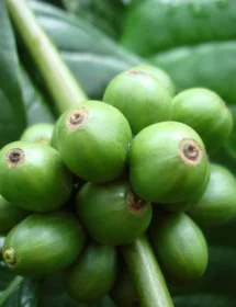 Robusta Honey Rang Mộc — Gói 250g