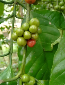 Arabica Cầu Đất Rang Mộc — Gói 250g