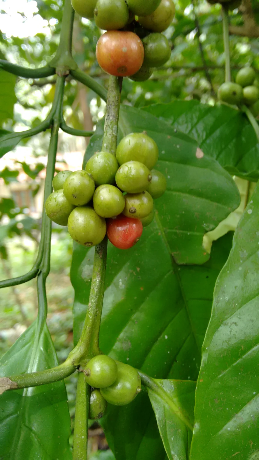 Arabica Cầu Đất Rang Mộc — Gói 250g